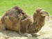 tava-velbloud-camel.jpg
